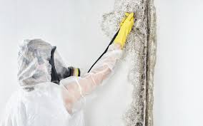 Why You Should Choose Our Mold Remediation Services in Countryside, VA